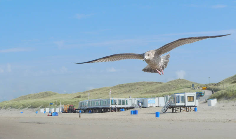 Strandurlaub Callantsoog LekkerNaarZee